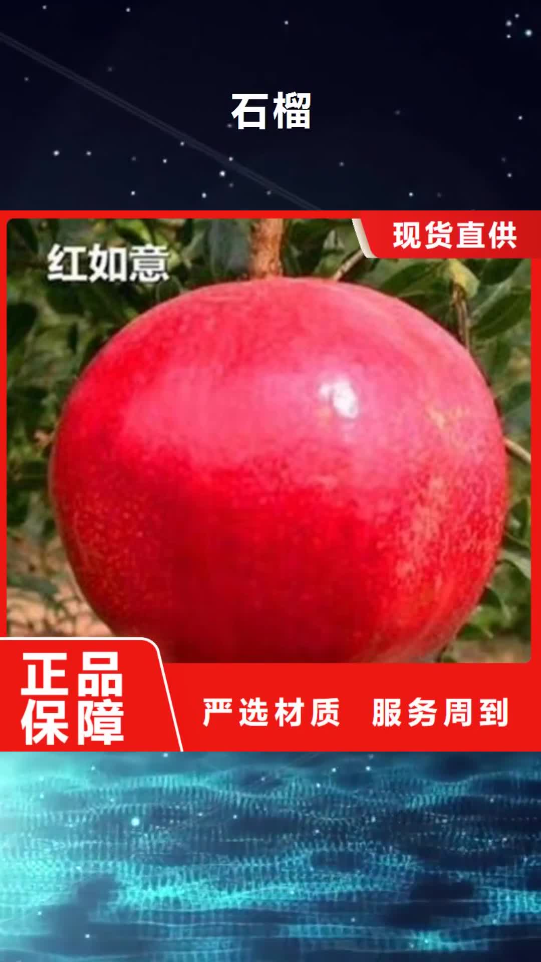 济宁【石榴】-苹果苗产地工厂