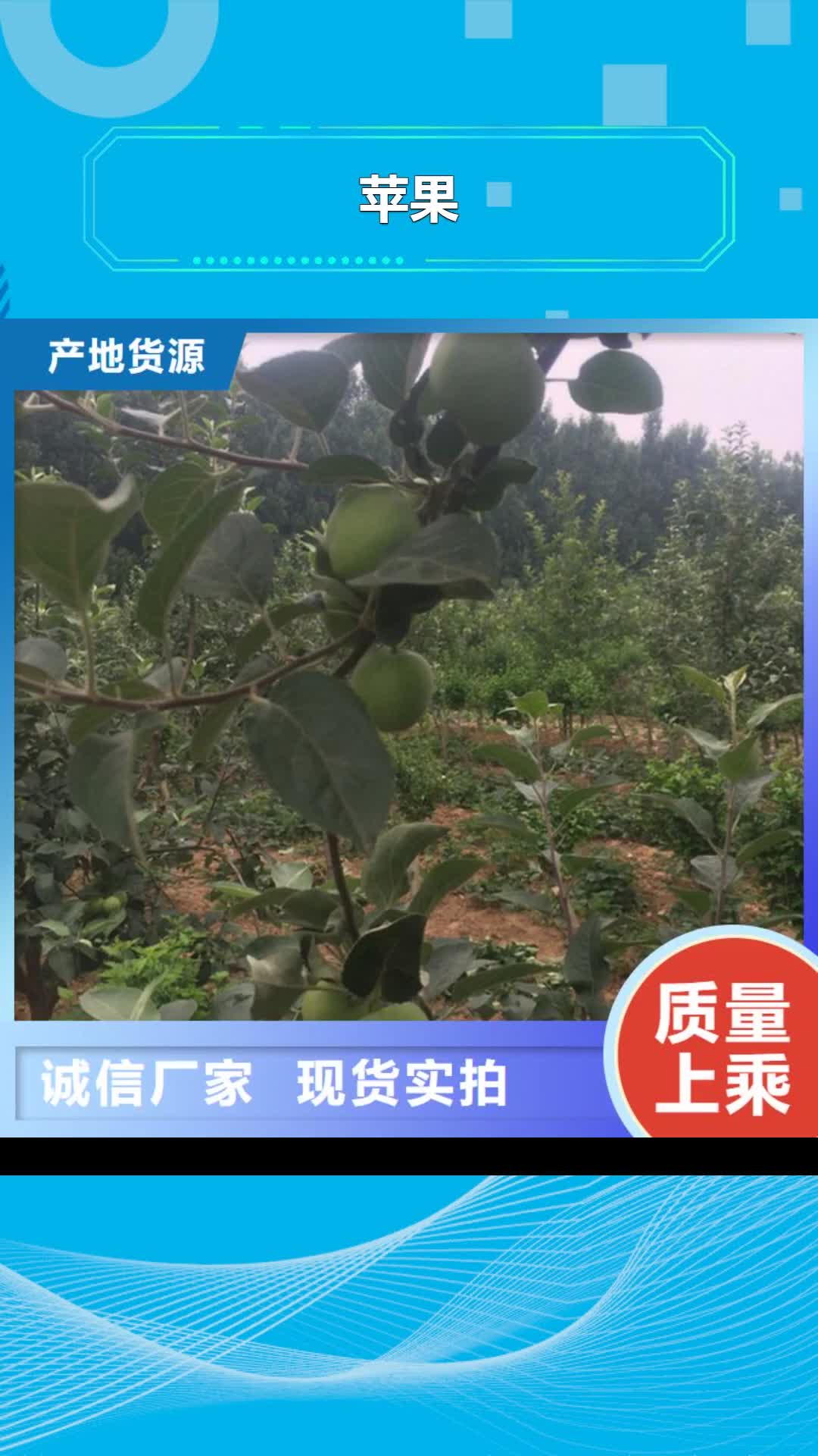 黑龙江 苹果【苹果苗】卓越品质正品保障