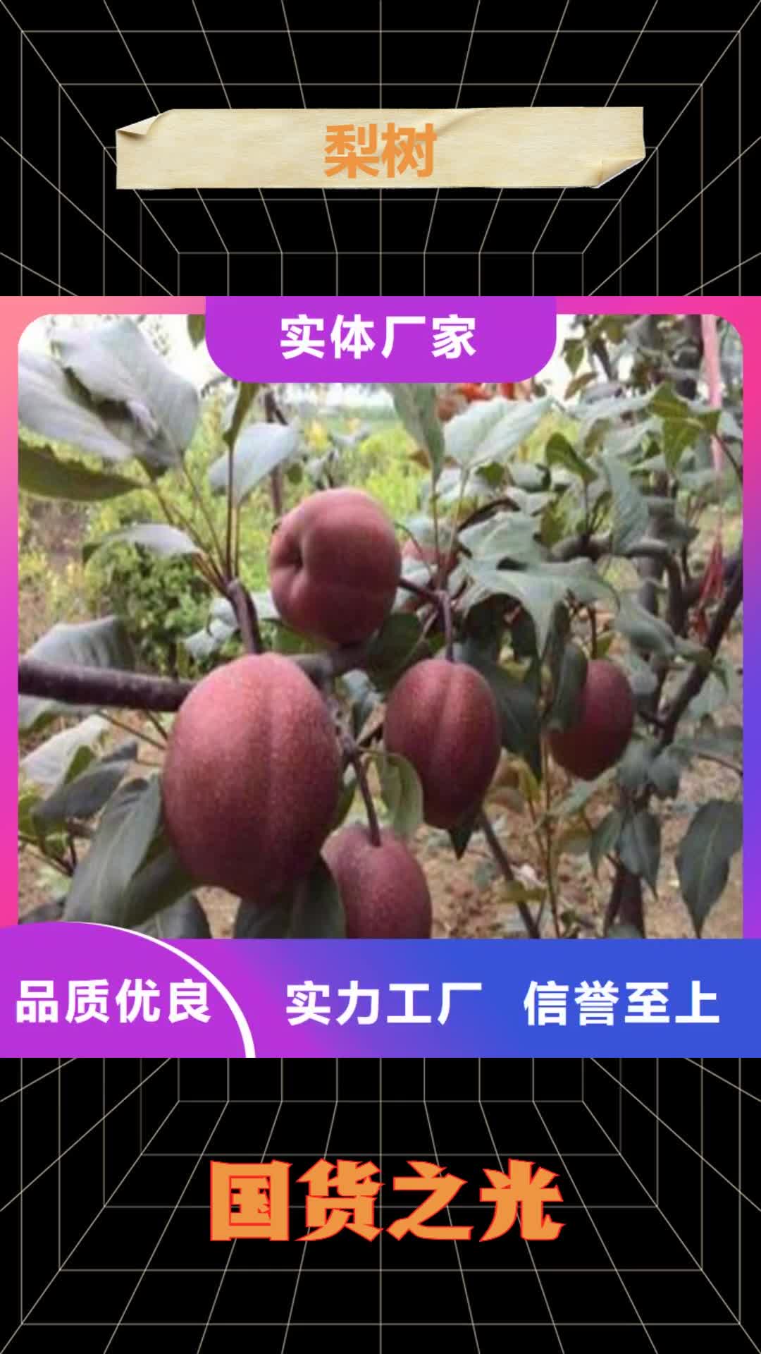 大连【梨树】桃树苗精工细作品质优良