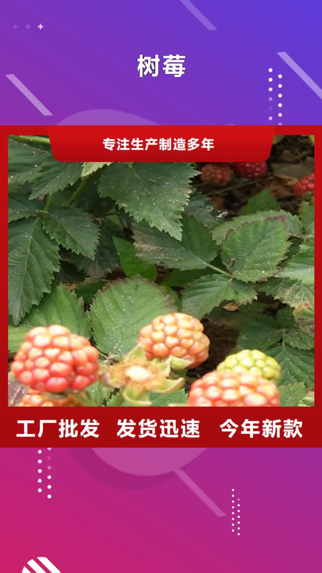 【连云港 树莓,桃树苗厂家工艺先进】